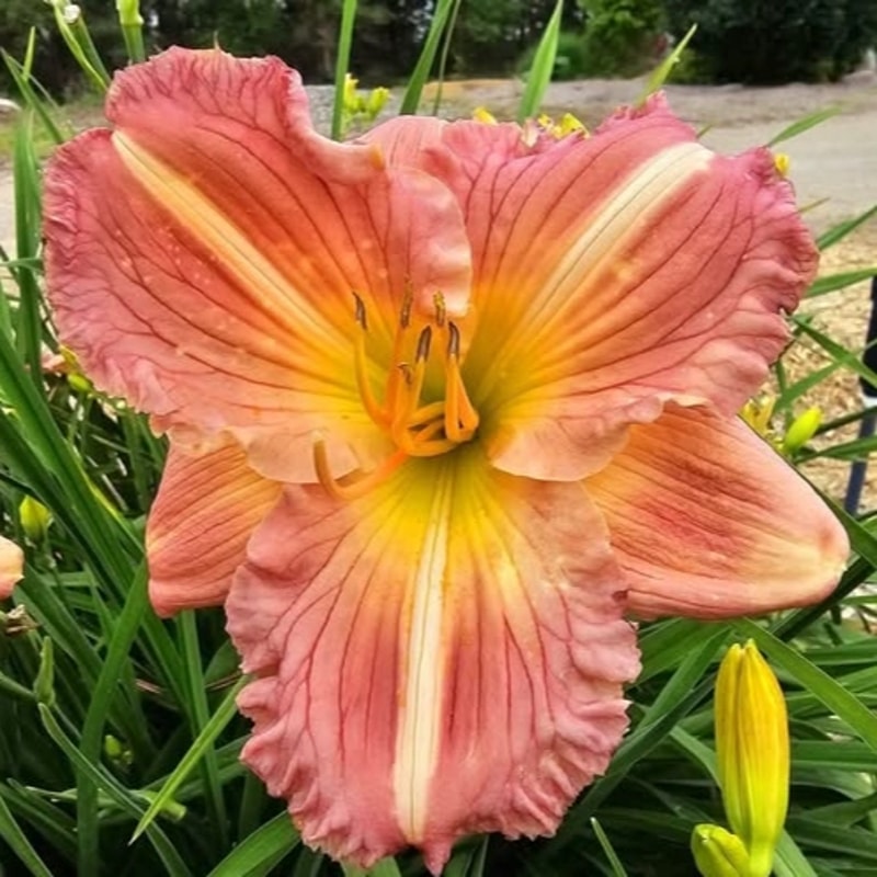 Tani daylily bloom