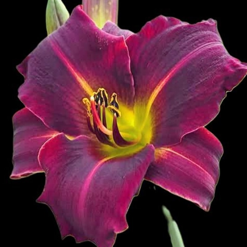Bridget daylily bloom
