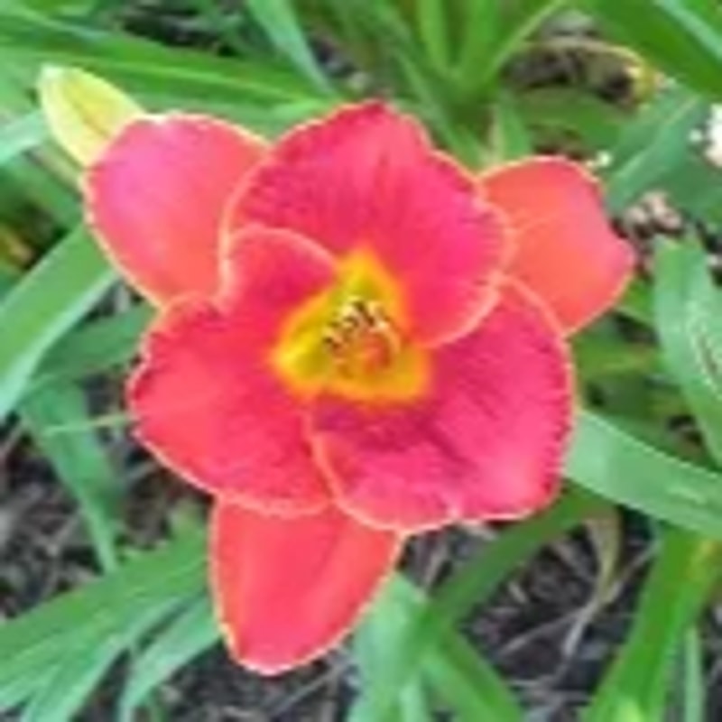 Dawn Piper from Darin's Daylily Patch
