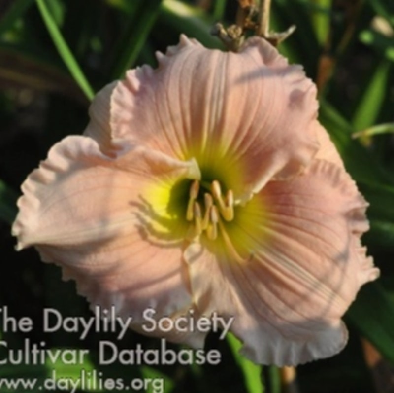 Barbara Mitchell daylily bloom