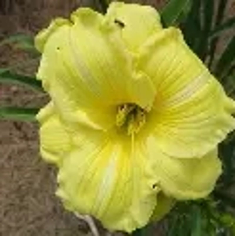Robert Quasdorf from Darin's Daylily Patch