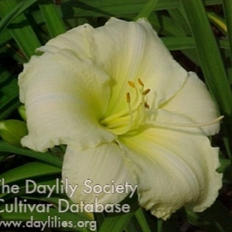 White Opal from Darin's Daylily Patch