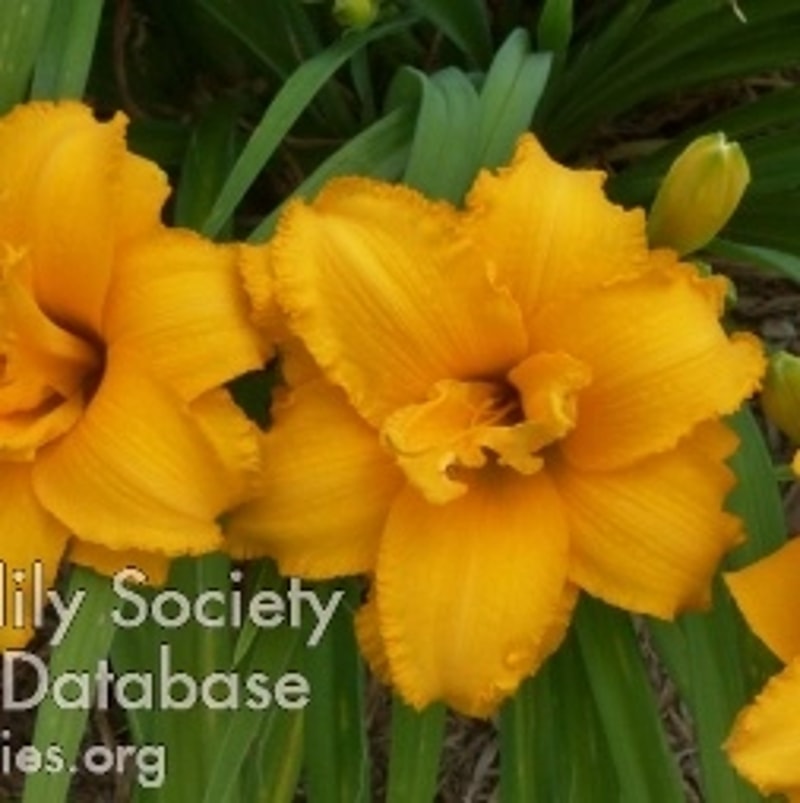 Condilla daylily bloom
