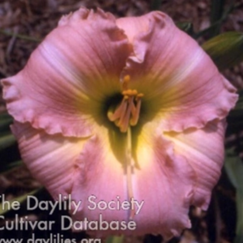 Leota Simpson from Darin's Daylily Patch