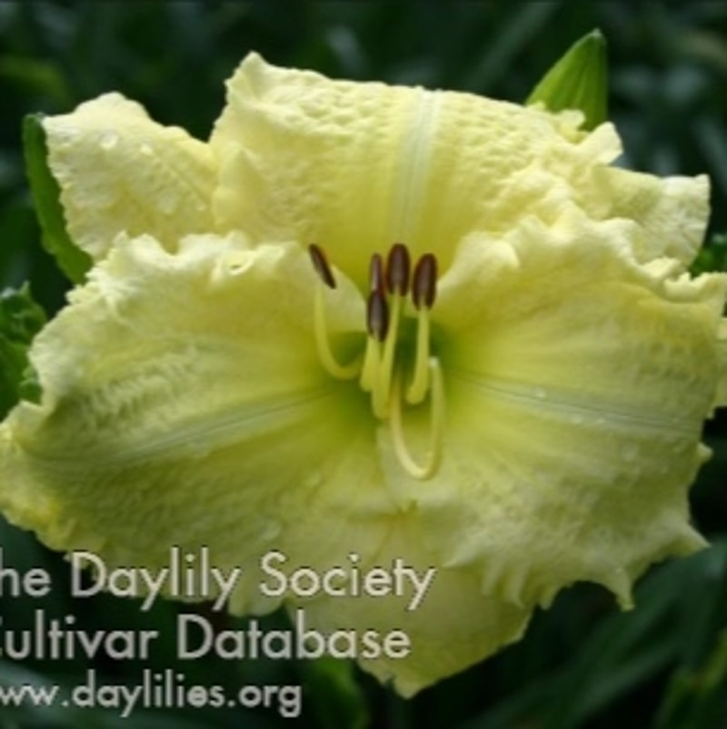 Brocaded Gown daylily bloom
