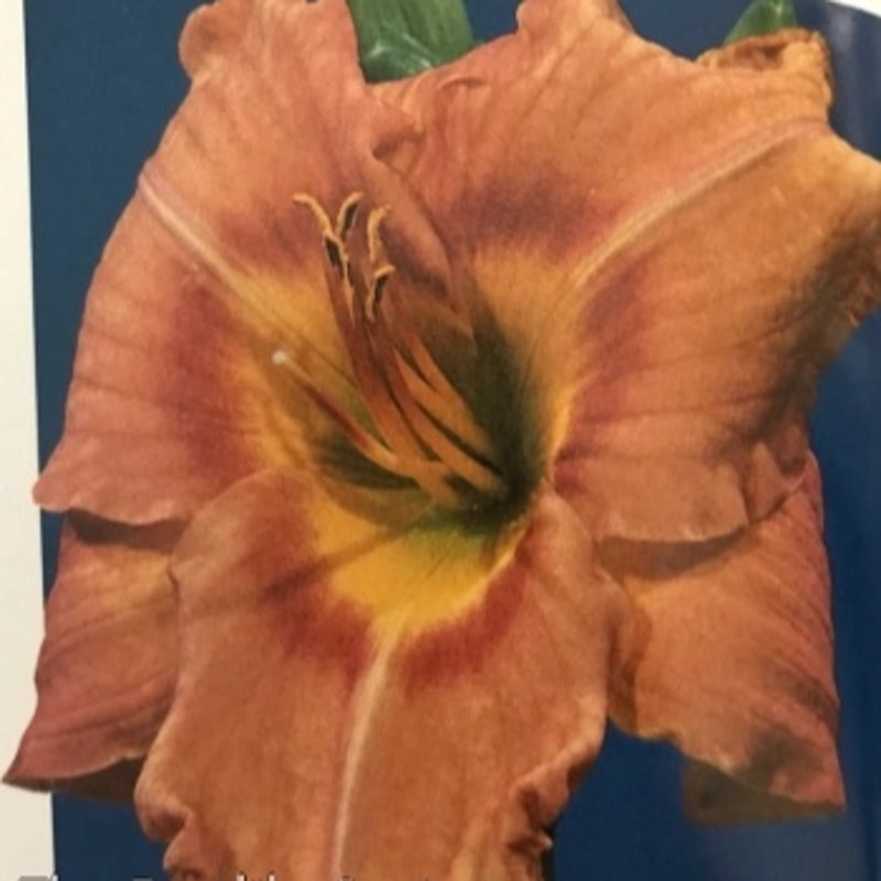 Refreshing Treat from Darin's Daylily Patch