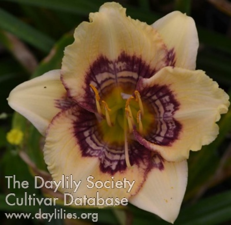 Ghost Witch daylily bloom