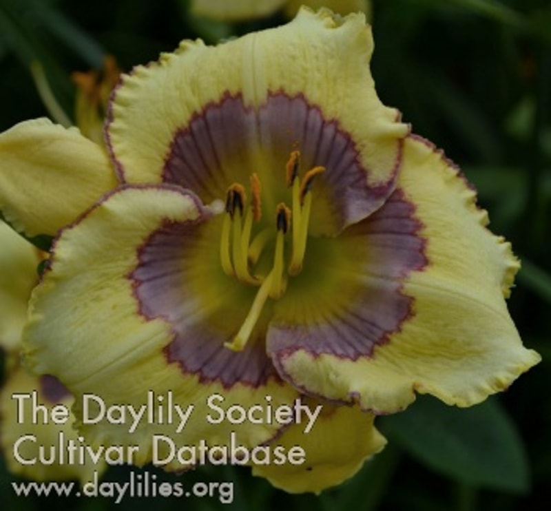 Mythic Shores daylily bloom